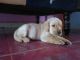 Labrador Retriever Puppies for sale in Tirunelveli, Tamil Nadu, India. price: 7000 INR