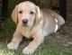 Labrador Retriever Puppies for sale in Jonesboro, AR 72401, USA. price: NA