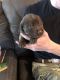 Labrador Retriever Puppies for sale in Weston, OR 97886, USA. price: NA