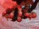 Labrador Retriever Puppies for sale in Edgewater, FL 32141, USA. price: NA