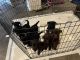 Labrador Retriever Puppies for sale in Mountain Home, ID 83647, USA. price: $300