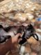 Labrador Retriever Puppies for sale in Dargamitta, Nellore, Andhra Pradesh, India. price: 8000 INR