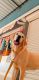 Labrador Retriever Puppies for sale in Sargasan Cross Rd, Sargasan, Gandhinagar, Gujarat 382421, India. price: 5000 INR