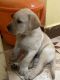 Labrador Retriever Puppies for sale in Alwartirunagar, Valasaravakkam, Chennai, Tamil Nadu, India. price: 8000 INR