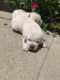 Labrador Retriever Puppies for sale in 16551 Nearside St, Whittier, CA 90603, USA. price: NA