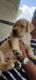 Labrador Retriever Puppies for sale in Nagamangala, Karnataka 571432, India. price: 7000 INR