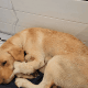 Labrador Retriever Puppies for sale in Pinckney, MI 48169, USA. price: NA