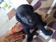 Labrador Retriever Puppies for sale in Sonepur, Bihar 841101, India. price: 10000 INR