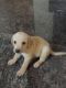Labrador Retriever Puppies for sale in Madhavaram, Chennai, Tamil Nadu, India. price: 12000 INR
