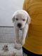 Labrador Retriever Puppies for sale in Parvati Paytha, Pune, Maharashtra 411009, India. price: 8000 INR