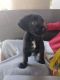Labrador Retriever Puppies for sale in Lake Buena Vista, FL 32830, USA. price: NA