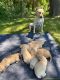 Labrador Retriever Puppies for sale in Cannon Falls, MN 55009, USA. price: NA