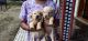 Labrador Retriever Puppies for sale in Perumbavoor, Kerala, India. price: 6500 INR