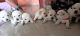 Labrador Retriever Puppies for sale in 1st Cross Singapura Layout, Singapura Village, Varadharaja Nagar, Bengaluru, Karnataka 560014, India. price: 12000 INR
