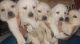 Labrador Retriever Puppies for sale in Thane, Maharashtra, India. price: 10000 INR