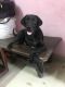 Labrador Retriever Puppies for sale in Badarpur, New Delhi, Delhi, India. price: 10000 INR