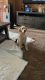 Labrador Retriever Puppies for sale in Moreno Valley, CA, USA. price: NA