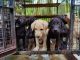 Labrador Retriever Puppies for sale in Thodupuzha, Kerala, India. price: 4500 INR