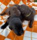 Labrador Retriever Puppies for sale in Union City, TN 38261, USA. price: $1,200