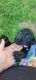 Labrador Retriever Puppies for sale in Gleason, WI 54435, USA. price: $600