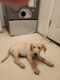 Labrador Retriever Puppies for sale in Ferris, TX 75125, USA. price: NA