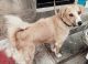 Labrador Retriever Puppies for sale in 410, 2nd C Cross Rd, Koramangala 8th Block, Koramangala, Bengaluru, Karnataka 560030, India. price: NA