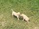 Labrador Retriever Puppies for sale in Blackfoot, ID 83221, USA. price: $400