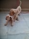 Labrador Retriever Puppies for sale in Green Enclave Rd, Badal Colony, Zirakpur, Punjab 140603, India. price: NA