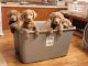 Labrador Retriever Puppies for sale in Williamsville, VA 24487, USA. price: NA