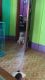 Labrador Retriever Puppies for sale in Majgaon, Tezpur, Assam 784001, India. price: 18000 INR