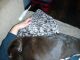 Labrador Retriever Puppies for sale in Anderson, SC, USA. price: $1,800