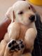 Labrador Retriever Puppies for sale in Addanki, Andhra Pradesh 523201, India. price: 12000 INR