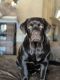 Labrador Retriever Puppies for sale in Philadelphia, PA, USA. price: $900