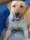 Labrador Retriever Puppies for sale in Clearlake, CA, USA. price: $1,000