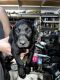 Labrador Retriever Puppies for sale in Gresham, OR 97080, USA. price: $700