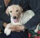 Labrador Retriever Puppies for sale in Bapunagar, Ahmedabad, Gujarat 380038, India. price: 10000 INR