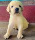 Labrador Retriever Puppies for sale in Bokaro, Jharkhand, India. price: 10000 INR