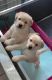 Labrador Retriever Puppies for sale in Florida Mall Ave, Orlando, FL 32809, USA. price: $750