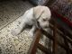 Labrador Retriever Puppies for sale in Vasant Vihar, New Delhi, Delhi, India. price: 10000 INR