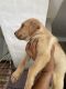 Labrador Retriever Puppies for sale in Sundargarh, Odisha, India. price: 7000 INR