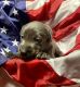 Labrador Retriever Puppies for sale in Grafton, WV 26354, USA. price: $1,800