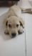 Labrador Retriever Puppies for sale in IP Ext, I.P.Extension, Patparganj, Delhi, 110092, India. price: 8000 INR