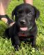 Labrador Retriever Puppies for sale in Falmouth, KY, USA. price: $400