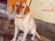 Labrador Retriever Puppies for sale in Thanjavur, Tamil Nadu, India. price: 12000 INR