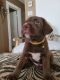 Labrador Retriever Puppies for sale in Rosston, TX 76263, USA. price: $400