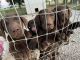 Labrador Retriever Puppies for sale in Springfield, MO, USA. price: $300