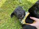 Labrador Retriever Puppies for sale in Graham, WA 98338, USA. price: $700
