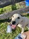 Labrador Retriever Puppies for sale in Fort McCoy, FL 32134, USA. price: NA