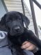Labrador Retriever Puppies for sale in Crestline, OH, USA. price: $750