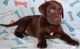 Labrador Retriever Puppies for sale in Seattle, WA, USA. price: $400